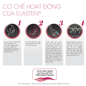 Cơ chế hoạt động của Collagen Elasten