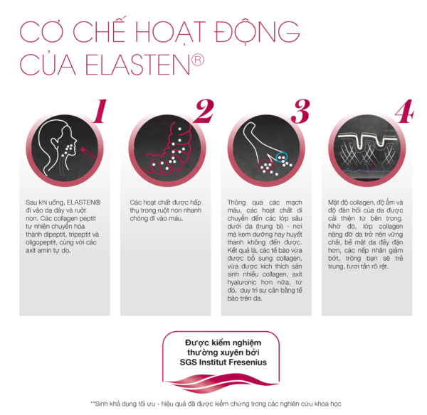 Cơ chế hoạt động của Collagen Elasten